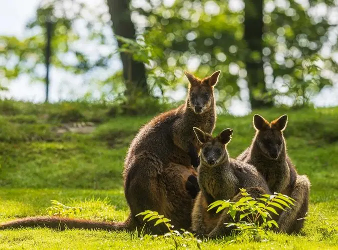 Melbourne to Bali aboard Crystal Symphony
